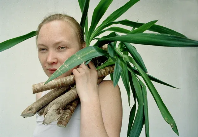 Sieben Pariser Yuccas — Ansicht 1